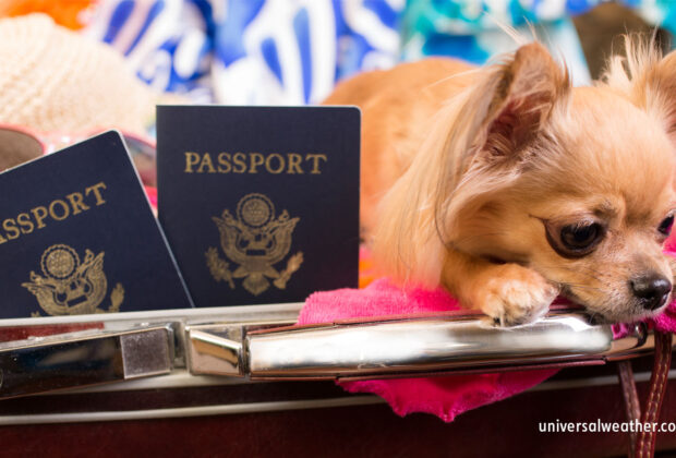 Understanding International Restrictions for Bringing Pets Onboard a Business Aviation Flight